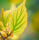 Hamamelis vernalis ( Vernal Witchazel, Ozark Witchhazel, Spring Blooming Witch Hazel)