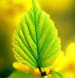 Hamamelis vernalis ( Vernal Witchazel, Ozark Witchhazel, Spring Blooming Witch Hazel)