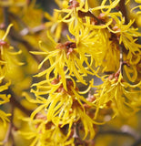 Hamamelis vernalis ( Vernal Witchazel, Ozark Witchhazel, Spring Blooming Witch Hazel)