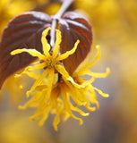 Hamamelis virginiana  ( American Witchhazel, Witch Hazel, Common Witchazel)