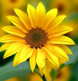 Helianthus maximiliani (Maximilian Sunflower)