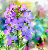 Hesperis matronalis (Dame's Rocket)