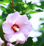 Hibiscus syriacus (Rose Of Sharon, Rose Of Althea)