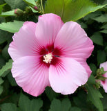 Hibiscus syriacus (Rose Of Sharon, Rose Of Althea)