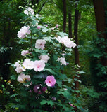 Hibiscus syriacus (Rose Of Sharon, Rose Of Althea)