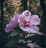 Hibiscus syriacus (Rose Of Sharon, Rose Of Althea)