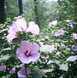 Hibiscus syriacus (Rose Of Sharon, Rose Of Althea)