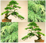 Chamaecyparis obtusa (Hinoki Cypress, Hinoki False Cypress, Japanese White Cedar)