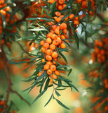 Hippophae rhamnoides (Sea Buckthorn, Seaberry)