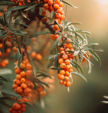 Hippophae rhamnoides (Sea Buckthorn, Seaberry)