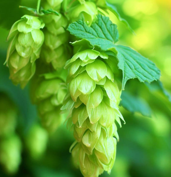 Humulus lupulus (Common Hops, Beer Hops, Hops) – MySeedsCo