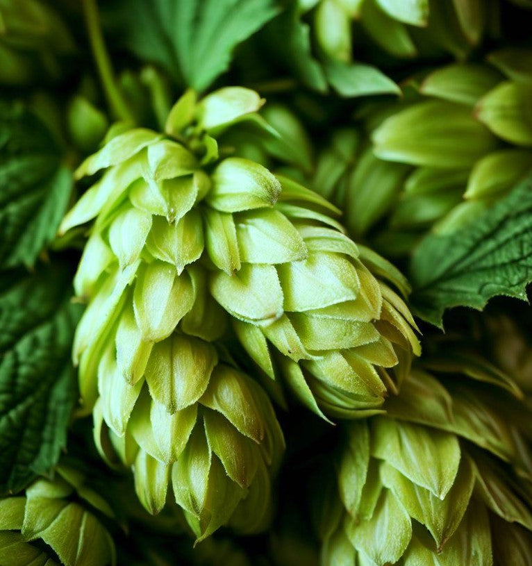 Humulus lupulus (Common Hops, Beer Hops, Hops) – MySeedsCo