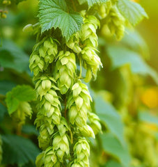 Humulus lupulus (Common Hops, Beer Hops, Hops) – MySeedsCo