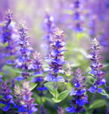 Hyssop (Hyssopus officinalis)