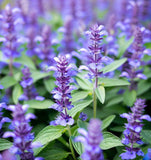 Hyssop (Hyssopus officinalis)