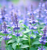 Hyssop (Hyssopus officinalis)