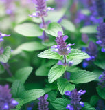 Hyssop (Hyssopus officinalis)