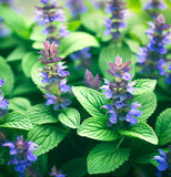 Hyssop (Hyssopus officinalis)