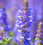 Hyssop (Hyssopus officinalis)