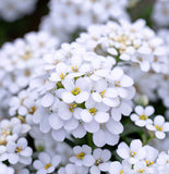 IBERIS amara 'Empress' (Rocket Candytuft)