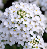 IBERIS amara 'Empress' (Rocket Candytuft)