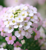 IBERIS umbellata (Annual Candytuft)