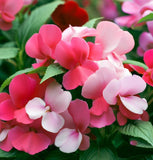 IMPATIENS balsamina 'Bush Mix' (Balsam - Bush Mix)