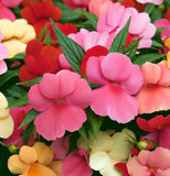 IMPATIENS balsamina 'Bush Mix' (Balsam - Bush Mix)