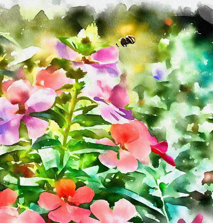 IMPATIENS balsamina 'Bush Mix' (Balsam - Bush Mix)