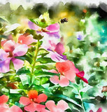 IMPATIENS balsamina 'Bush Mix' (Balsam - Bush Mix)