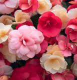 IMPATIENS balsamina 'Camelia Flowered Mix' (Balsam - Camelia Flowered Mix)