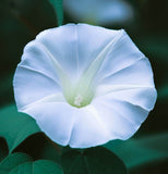 IPOMOEA alba (Moonflower)
