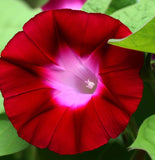 IPOMOEA nil 'Scarlet O'Hara' (Morning Glory, Scarlet)