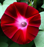 IPOMOEA nil 'Scarlet O'Hara' (Morning Glory, Scarlet)