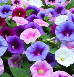 IPOMOEA purpurea, 'Tall Mix' (Morning Glory, Mixed Colors)