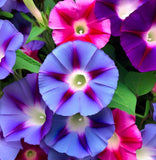 IPOMOEA purpurea, 'Tall Mix' (Morning Glory, Mixed Colors)