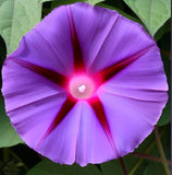 IPOMOEA purpurea 'Grandpa Ott' (Morning Glory, Purple with Red Star)