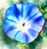 IPOMOEA tricolor 'Heavenly Blue' (Morning Glory, Blue)