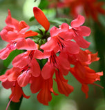 IPOMOPSIS rubra (Gilia)