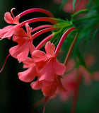 IPOMOPSIS rubra (Gilia)