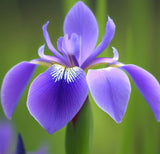 IRIS missouriensis (Wild Blue Iris)