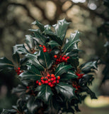 Ilex aquifolium (English Holly)