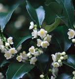 Ilex cornuta (Chinese Holly)