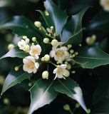 Ilex cornuta (Chinese Holly)