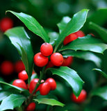 Ilex cornuta (Chinese Holly)