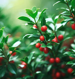 Ilex cornuta (Chinese Holly)