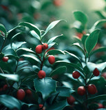 Ilex cornuta (Chinese Holly)