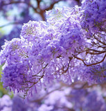 Jacaranda mimosaefolia (Jacaranda Tree, Black Poui, Blue Jacaranda, Green Ebony Tree, The Fern Tree)