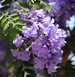 Jacaranda mimosaefolia (Jacaranda Tree, Black Poui, Blue Jacaranda, Green Ebony Tree, The Fern Tree)