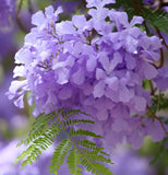 Jacaranda mimosaefolia (Jacaranda Tree, Black Poui, Blue Jacaranda, Green Ebony Tree, The Fern Tree)